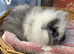 Swiss baby boy guinea pig