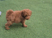Male toy poodle puppy