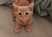 Cute short haired ginger Kitten left