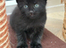 Beautiful kitten (8 Weeks in 26/10/2026)