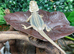 Thunderbolt Bearded Dragons