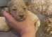 3 cockapoo puppies