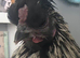 cockerel for sale