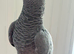African Grey Female Very Talkative