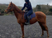 Stunning Chestnut 16.1 mare