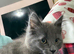 12 week old kitten