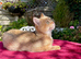 Vaccinated Golden Female Kitten