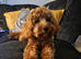Red Cavapoo Stud