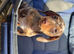 Exceptional KC Registered Miniature Dachshund &ndash; Chocolate Dapple Male