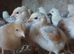 Light sussex - Buff Sussex chicks and hatching eggs