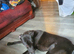 Whippet