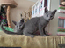 Pedigree Russian Blue Boys, 4.5 Months Old &ndash; North London