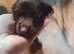 Sprocker puppies