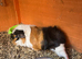 2 guinea pigs for sale