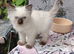 Male ragdoll ready now