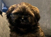 Shih Tzu Puppies Ready Now