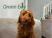 Cavapoo F1b