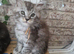 BEAUTIFUL MAINE COON KITTENS - LOOKING FOR THEIR FOREVER HOMES!