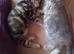 Scottish straight kittens looking for home