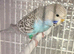 Baby budgies