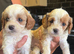 Beautiful litter Cavapoo