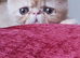 Cream tabby