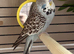 6 month old budgie and cage