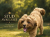 Proven Cavapoo Stud extensively Health Tested