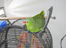 5 year old male Red Lored Amazon Parrot