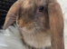 Beautiful mini lops boys and girls avalible .