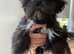 Adorable Lhasa Apso Boy puppies for sale