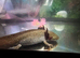 Axolotl available