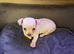 Beautiful Barry chihuahua boy pup