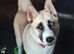 Husky cross American Akita