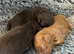 F2b Miniature Cockapoo Puppies.