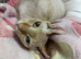 Male Sphynx kittens Ready Now