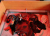 Beautiful home-reared Miniature Dachshund Puppies