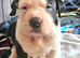 Beautiful sharpei x American bulldog puppies