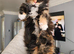 Mainecoon &times; Siberian