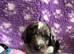 Exquisite cockapoo puppies from Health tested parents