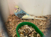 Baby budgies
