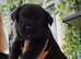K.C registered Shepadore puppies German Shepherd × Labradore pups