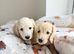 Kc reg miniature dachshund boys