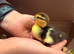 Muscovy Ducklings
