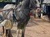 13:2 Blagdon 3 year old