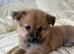Papillon x Chihuahua Puppies
