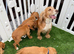 One female golden cocker spaniel.