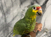 Baby Hand-Rearing Super Tame Cuddly Red Lord Amazon Parrot