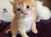 Beautiful Golden & Golden Colourpointed Kittens