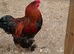 Giant Brahma chickens